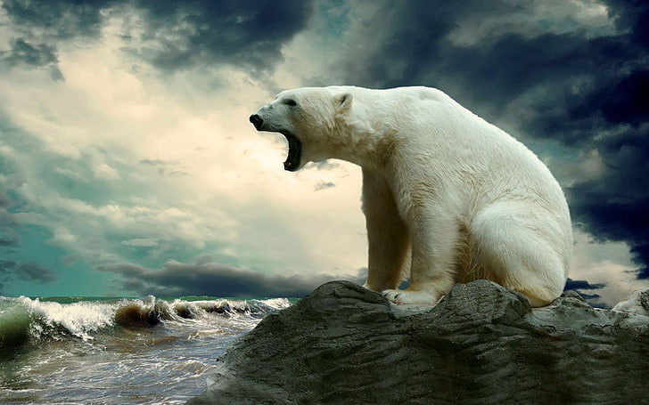 polar bear near ocean, polar bears, nature, animals, animal themes, HD wallpaper