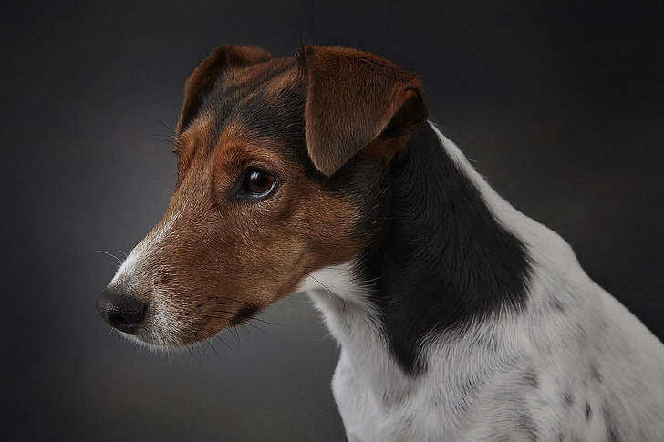 dog, animals, Jack Russell Terrier, one animal, domestic animals, HD wallpaper