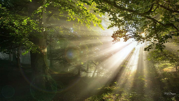 Bright Shiny Morning Woods, reinforest photo, sunshine, rays, HD wallpaper