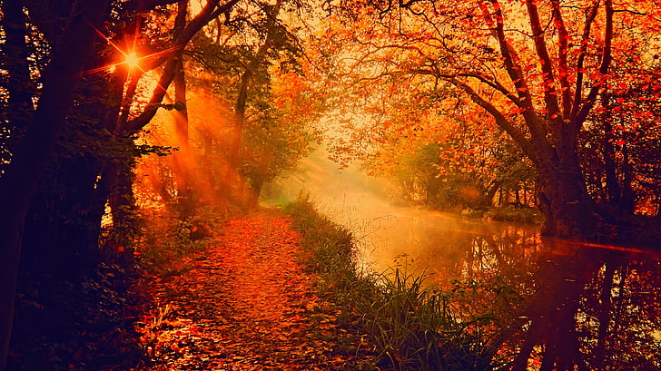 orange maple trees, river, sun rays, fall, autumn, nature, leaf
