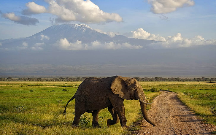 gray elephant, mountain, Savannah, Africa, Kilimanjaro, Amboseli