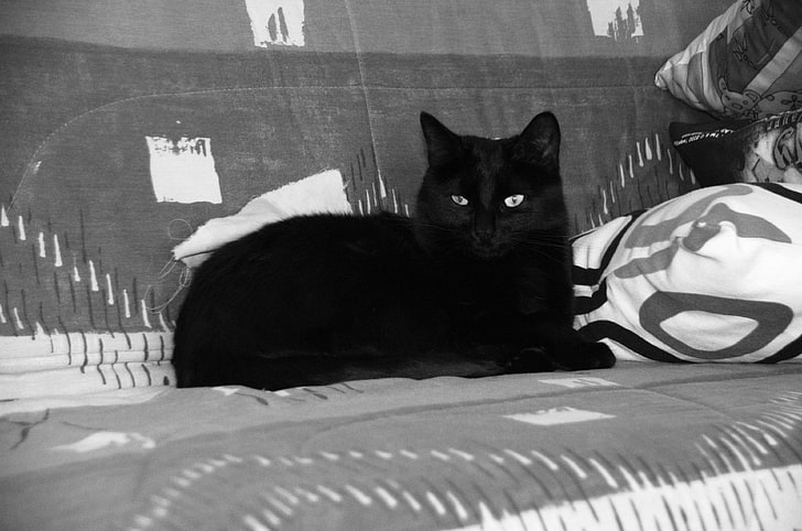 animal de compagnie, bavarder, chat couch, chat noir, flin, HD wallpaper