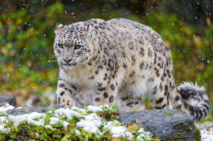 leopard, snow leopard, cat, predator, grass, wildlife, carnivore, HD wallpaper
