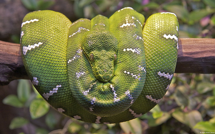 snake, tree boa, Boa constrictor, reptiles, animals, close-up