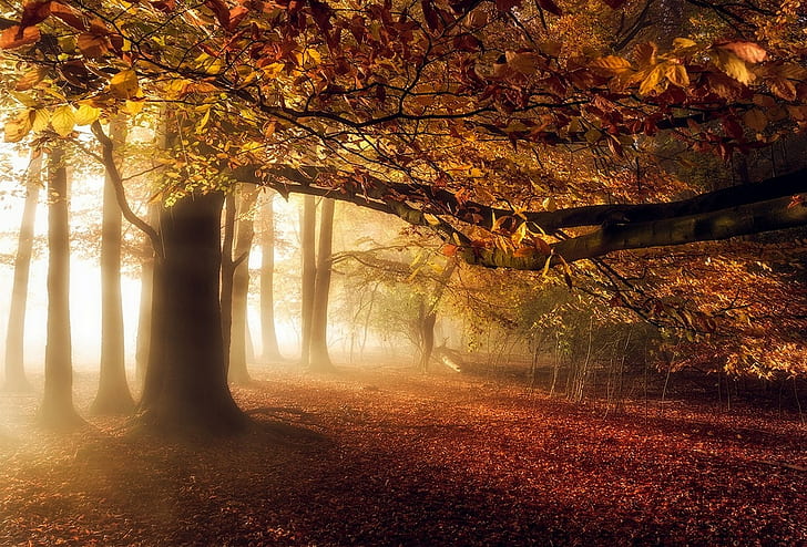 nature, landscape, fall, mist, forest, leaves, sunlight, trees