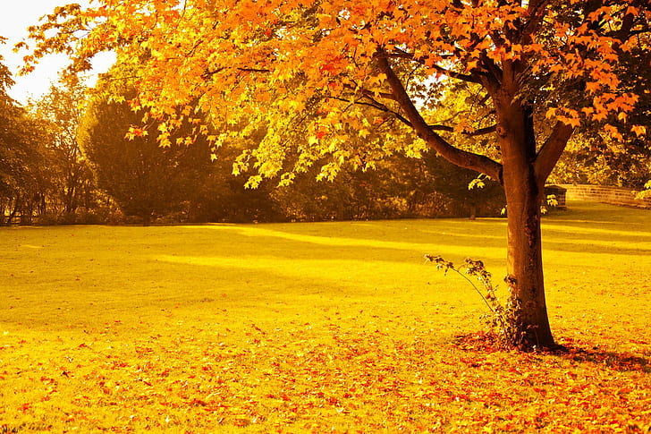 fall, foliage, gold, leaves, nature, orange, park, red, seasons, HD wallpaper