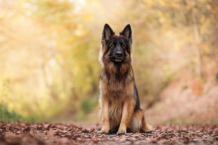 Dogs, German Shepherd, HD wallpaper