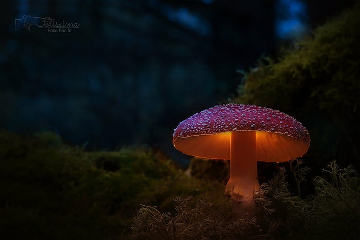 HD wallpaper: mushroom, photography | Wallpaper Flare
