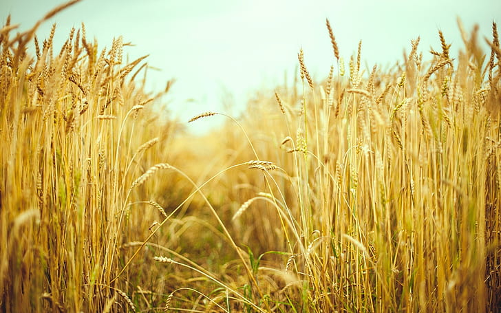 Wheat field, summer, macro photography, HD wallpaper