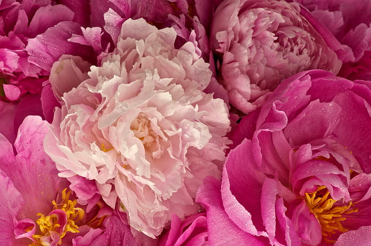 Peonies Pink, pink flowers, pink peonies, 3d and abstract, HD wallpaper