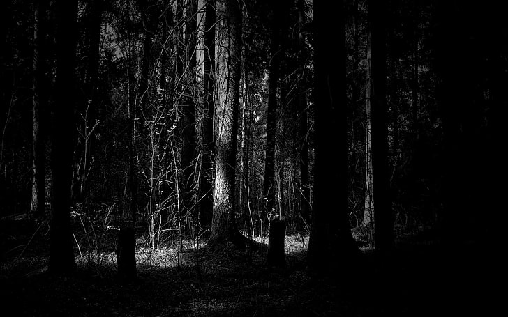 trees dark forest grayscale sunlight monochrome 1920x1200  Nature Forests HD Art