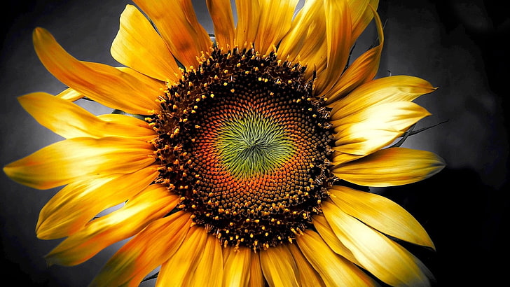 sunflower high resolution desktop backgrounds, flowering plant, HD wallpaper