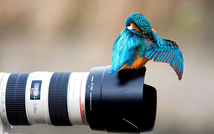 blue and orange bird, animals, nature, birds, kingfisher, Canon, HD wallpaper