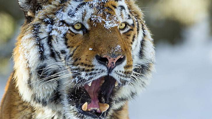 roaring tiger, animal themes, one animal, big cat, animal wildlife, HD wallpaper