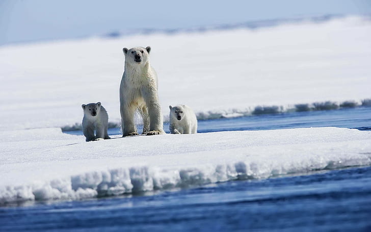 Polar bear with puppies, white polar bear and two cubs, HD wallpaper