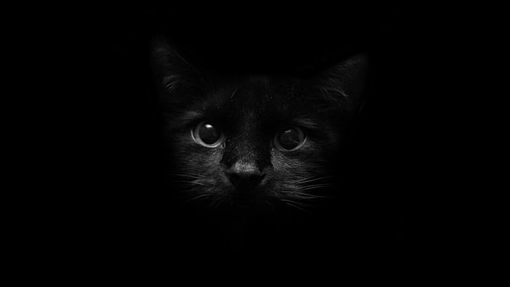 black cat, animal themes, one animal, mammal, black background, HD wallpaper