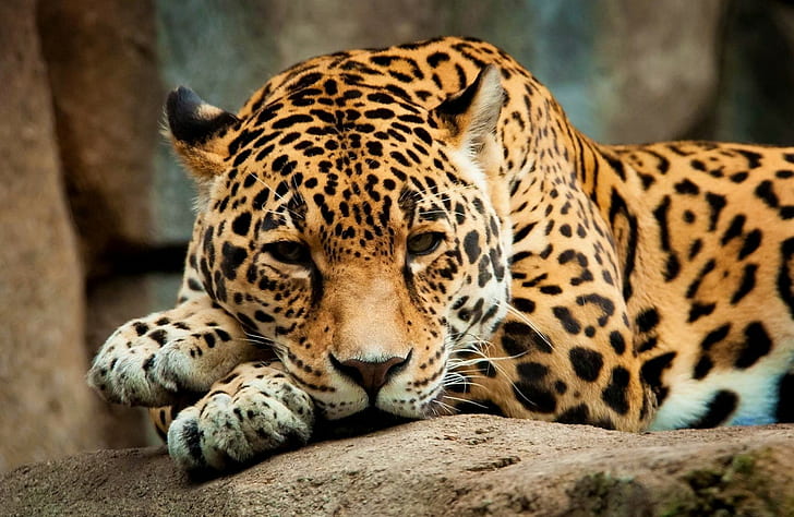leopard, leopard (animal), feline, big cats, animals