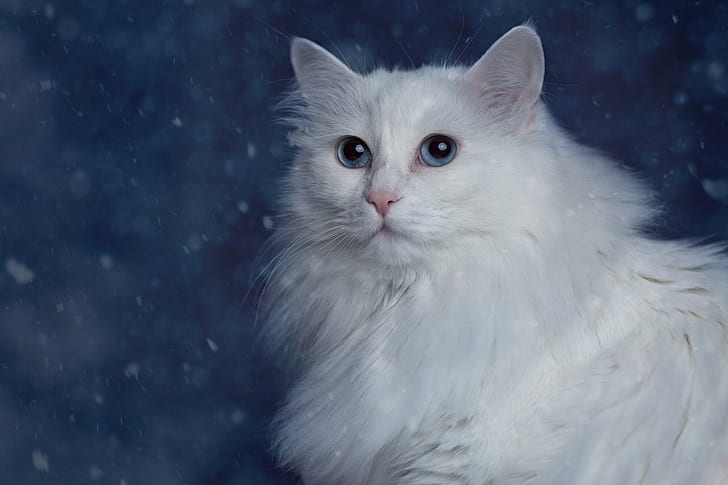 cat, portrait, white, fluffy, Turkish Angora, HD wallpaper