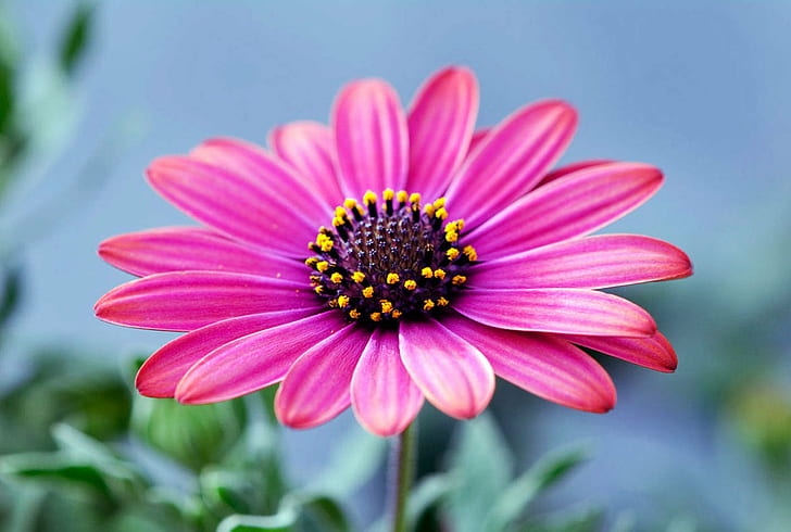 shallow focus photography of pink petal flower, Crown, Fleur, HD wallpaper