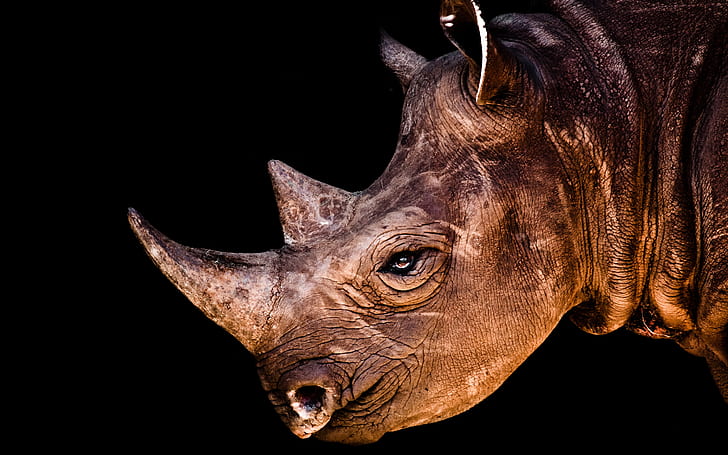 Rhino Face, HD wallpaper