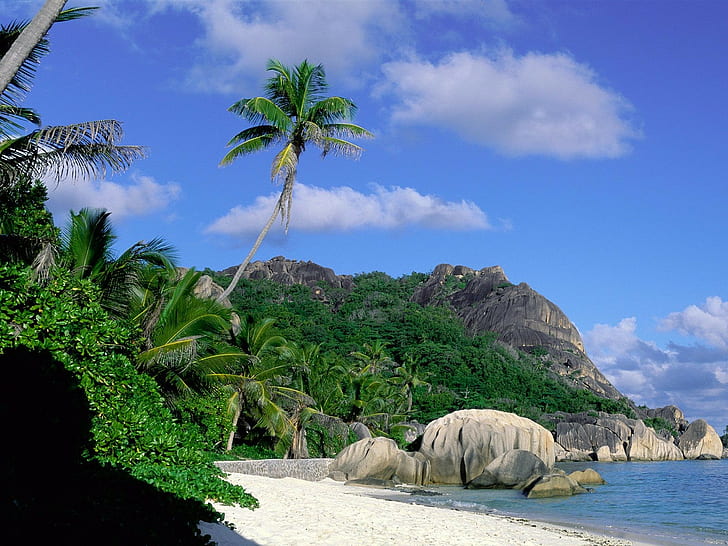 landscape, island, tropical, palm trees, beach, rocks, HD wallpaper