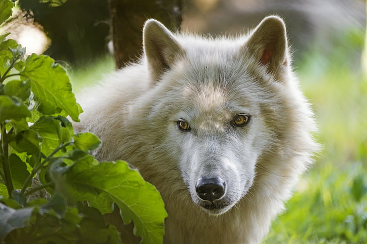 adult white Alaskan malamute, wolf, predatory, view, animal, nature, HD wallpaper