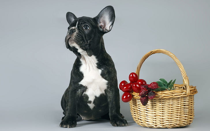 French Bulldog puppy, white and black short coated small dog and basket of berries