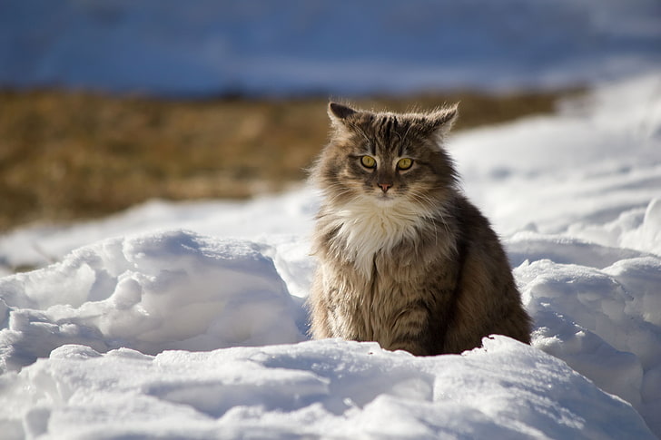 brown and white wild cat, winter, fluffy, snow, pets, domestic Cat, HD wallpaper