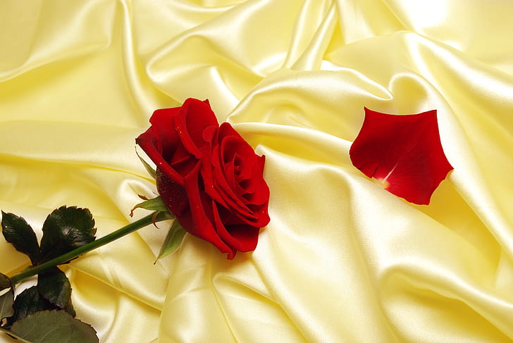 Flowers, Rose, Love, Pastel, Red Flower, Red Rose, Satin, Silk, HD wallpaper
