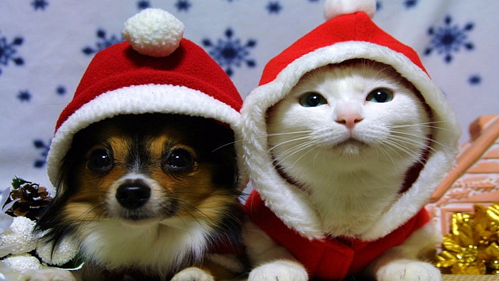 Holiday, Christmas, Cat, Dog, Santa Hat, animal themes, pets, HD wallpaper