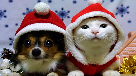 Christmas Puppy And Kitten Wallpaper