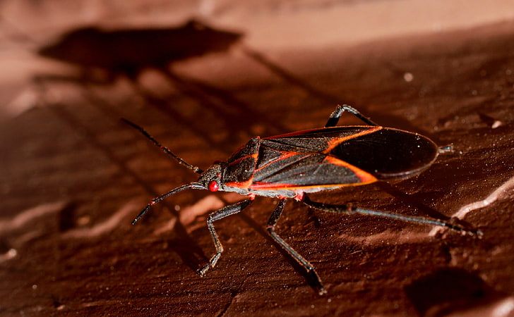 Boxelder Bug, Animals, Insects, Michigan, canon, march, ingham, HD wallpaper
