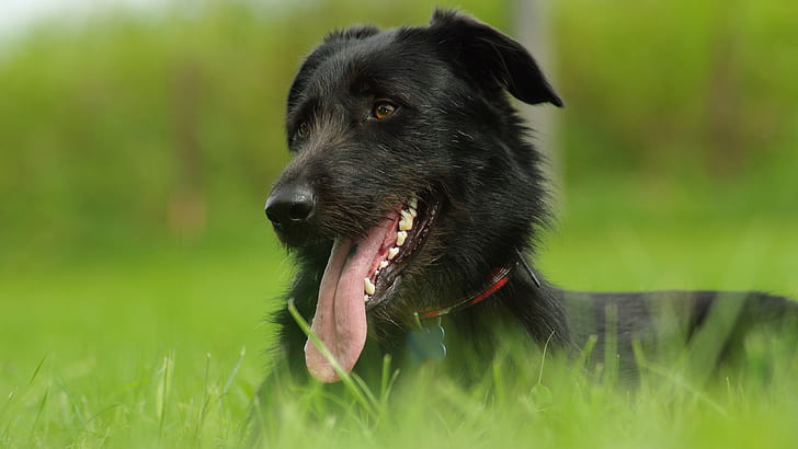 dog, animals, Labrador Retriever, tongues, HD wallpaper