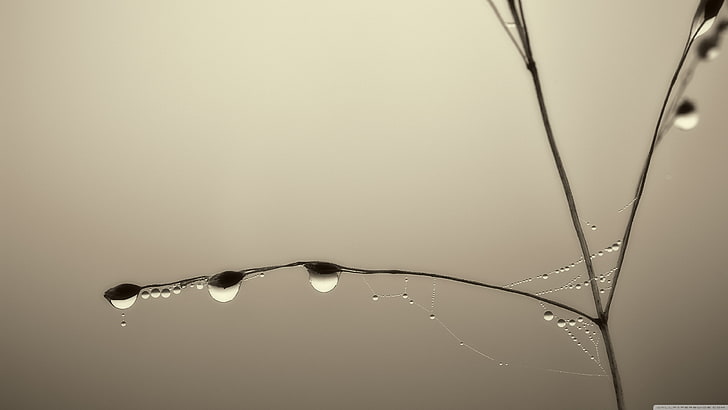 water droplets, closeup photo of water dew on twig, plants, water drops, HD wallpaper