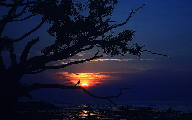 Sunset, sea, tree, bird, dusk, evening, HD wallpaper