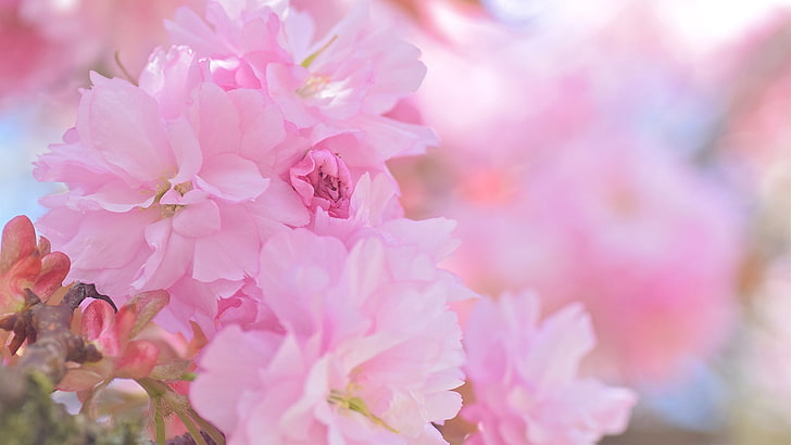 blossom, flower, flowering plant, pink color, fragility, freshness, HD wallpaper
