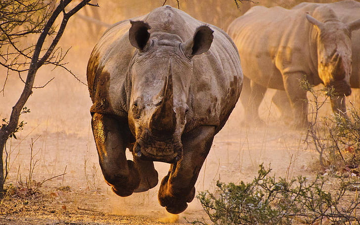 Rhino, Rhinoceros