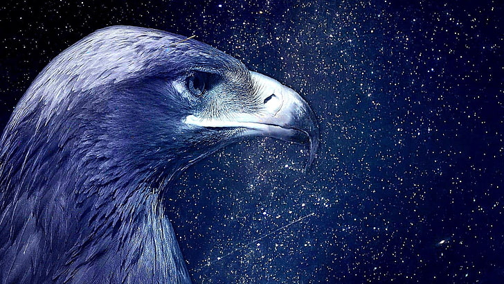 beak, sky, starry night, stars, fantasy art, eagle, feather