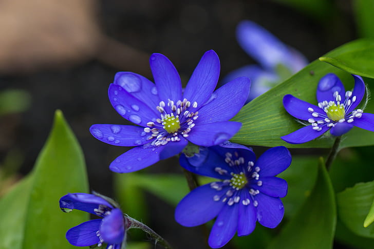 selective focus photography of blue petaled flowers, hepatica, hepatica, HD wallpaper