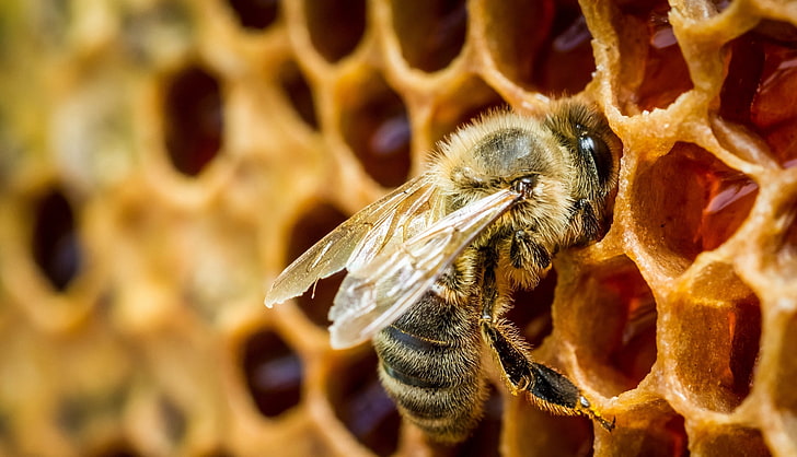Honey Bee Wallpapers  Top Free Honey Bee Backgrounds  WallpaperAccess