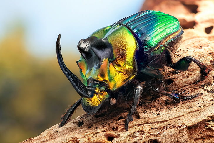 animals, insect, beetles, macro, colorful, HD wallpaper