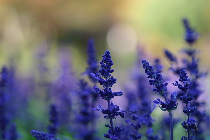 selective focus photo of lavender, purple flowers, nature, macro