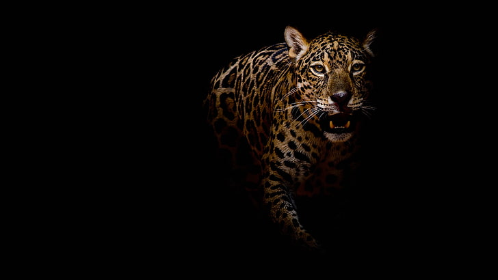 look, face, pose, darkness, portrait, paws, mouth, leopard