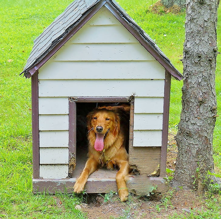 Dog house dog or alive demo