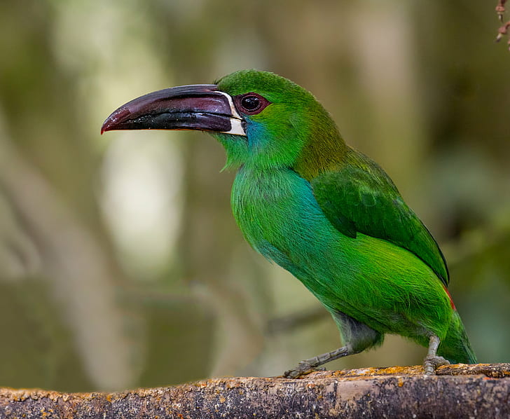 green bird on daytime, crimson-rumped, crimson-rumped, Crimson-rumped Toucanet