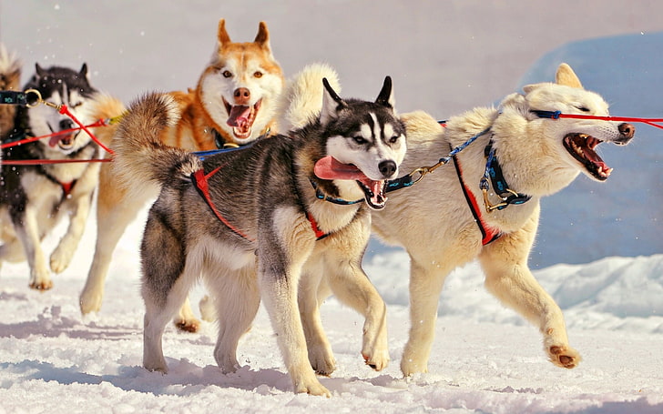 assorted Alaskan Malamute, dog, Siberian Husky, animals, snow