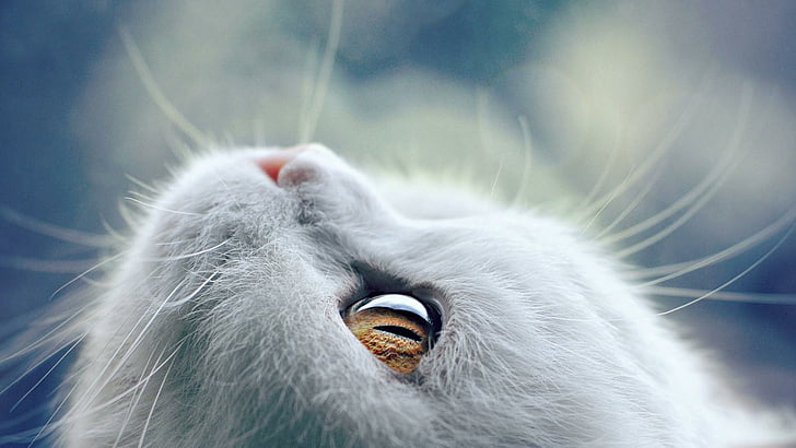cat, whiskers, close up, face, kitty, kitten, beautiful, fur, HD wallpaper