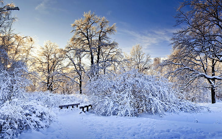 Winter forest trees, white snow, bushes, footpath, footbridge, HD wallpaper