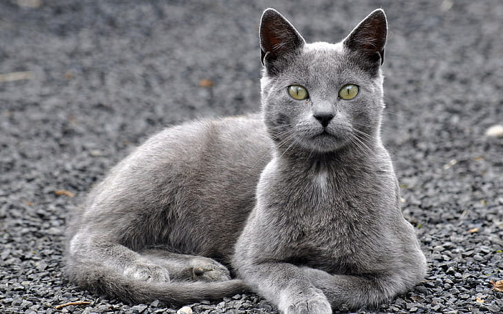 cat, gravel backgrounds, gray, Background Ultra HD 4K, download 3840x2400 Cat, HD wallpaper
