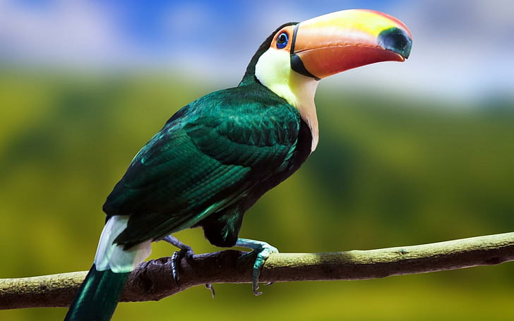 Toucan Bird Branch, HD wallpaper